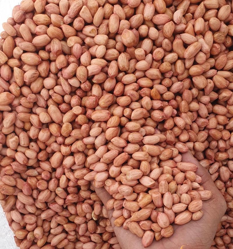 Peanut Seeds Bold